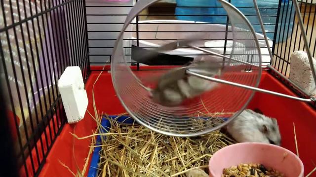 Беговой хомяк Лютик смотреть онлайн