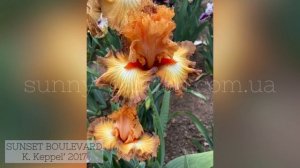 Шедевральные ирисы K. Кеппела в нашем саду 2020 г., ч.1 Our collection of Keith Keppel's Irises, #1