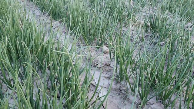 15 мая 2023 г. пиёос кучат спитамен🧅🧅🔥 смотреть онлайн