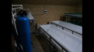 Выращивание форели из икры