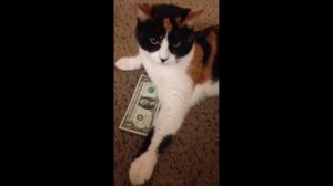 Кошка не отдает деньги