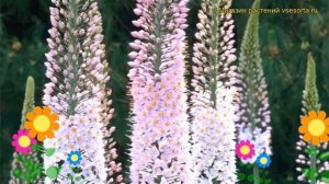 Эремурус гибридный Фокстрот. Краткий обзор, описание характеристик eremurus hybrida Foxtrot