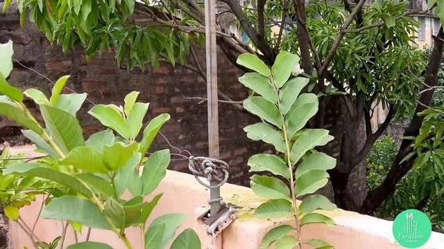 How to Get more Fruits from Guava Plant At Home || psidium guava смотреть онлайн