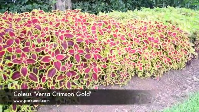 Coleus 'Versa Crimson Gold' смотреть онлайн