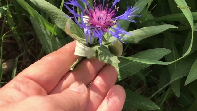 ЛЕТО.Тишь да гладь, да Божья благодать!Дача Live.Цветет и пахнет.?Ревень.Life in the garden. смотреть онлайн