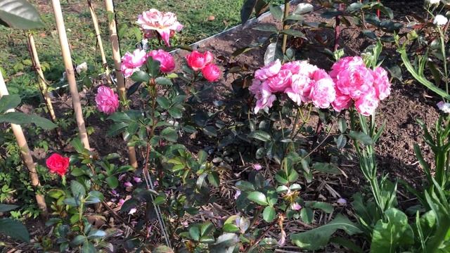 Роза Вальферданж Walferdange #РозаВальферданж смотреть онлайн