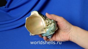 Морские ракушки, звёзды, кораллы и другие морские сувениры