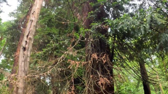 Парк Южный культуры в Адлере VS Парк Дендрарий в Сочи | ЧТО ПОСМОТРЕТЬ | Цены | НЕДООЦЕНЕННЫЙ ПАРК смотреть онлайн