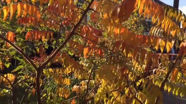 Rhus Typhina Acer Fire Glow and Sorbus Joseph Rock in my garden yesterday. смотреть онлайн