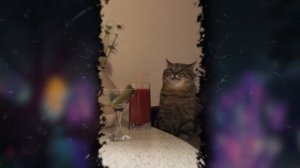 ГРУСТНЫЙ Кот Степан сидит за столом — ОТКУДА МЕМ ?