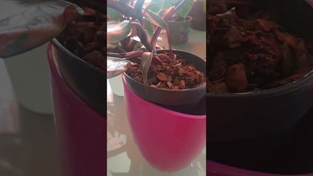 สวย เริ่ด เชิด ตอนสายๆ ค่ะ смотреть онлайн