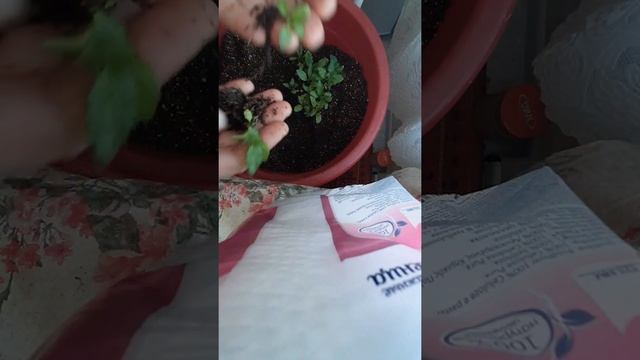 пересадка мимулюса по стаканчикам ?????? смотреть онлайн