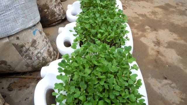 Growing Cress in plastic containers harvested after 7 days. Do you want to try?