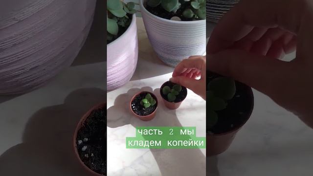 цветок который любит деньги 🌱💰 #short #цветок #artpainting #видео