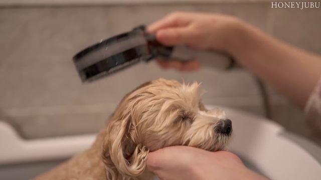 새벽 5시에 시작되는 부지런한 일상 / 루시 미용, 남편도시락, 전복죽, 닭오븐구이, 가리비찜, 집밥 смотреть онлайн