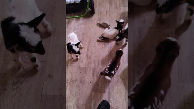 Половинкины дети. три сыночка и дочка смотреть онлайн