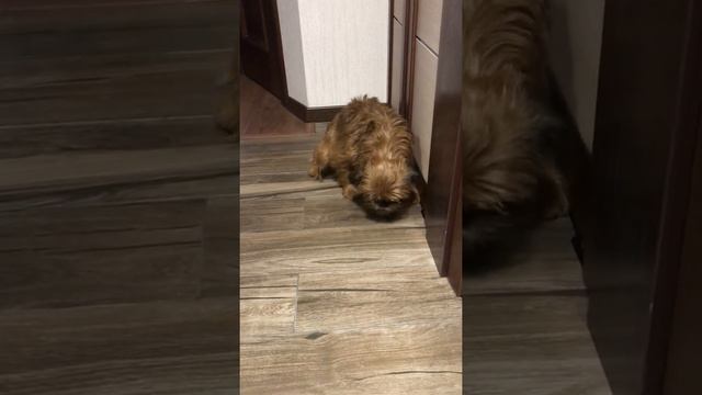 #Брюссельскийгриффон Брюссельский гриффон Бусинка смотреть онлайн