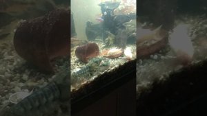 Речные раки в аквариуме. ( давно живут с рыбками. могу дать советы на собственном опыте)