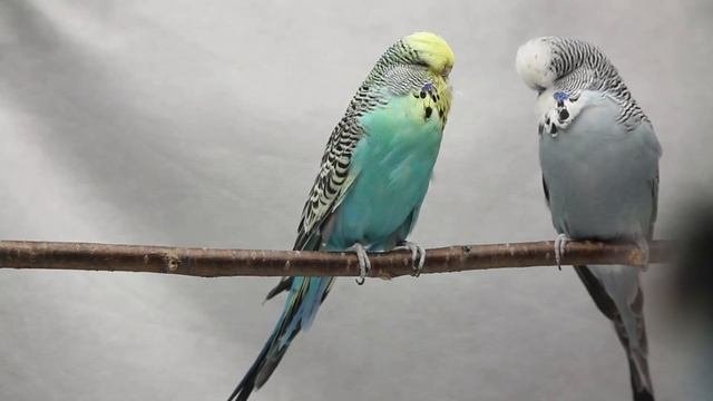 Волнистые попугаи - гиганты и карлики. Выставочный и без ГМО. Серия 20.