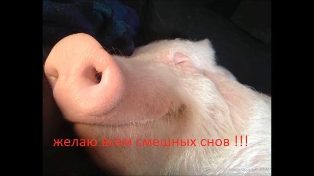 Желаю всем смешных снов !!! "колыбельная" смотреть онлайн