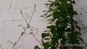 Азарина лазающая. Лиана.