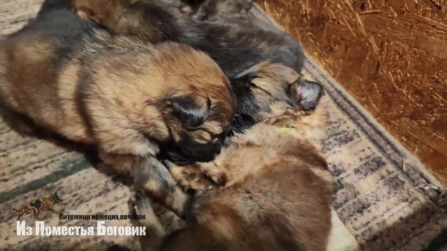 Помет "Г" (19 дней) щенки длинношерстной немецкой овчарки смотреть онлайн