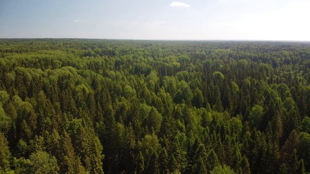Русская природа | Потрясающее зелёное летнее утро в лесу | Amazing green summer morning in forest.