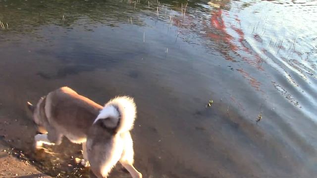 День рождения Бурана 16.08.2014 смотреть онлайн