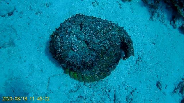 Борода́вчатка, или рыба-камень смотреть онлайн