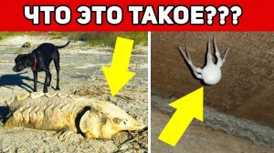 Шокирующие находки / Что это такое?