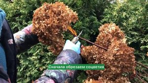 Обрезка гортензии на штамбе