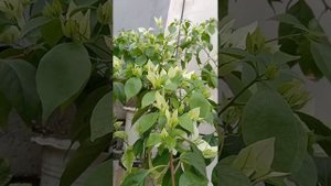 Vera White Bougainvillea. Big white bracts.