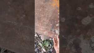 Обрабатываем гнилые бревна