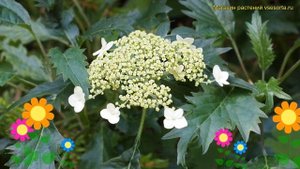 Гортензия древовидная Эмеральд Лэйс. Краткий обзор, описание hydrangea arborescens Emerald Lace