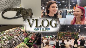VLOG // выставка REPTILIUM / ОГРОМНЫЕ ящерицы / взяла ИНТЕРВЬЮ / ДИНОЗАВР?! / животные и ЦЕНЫ
