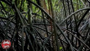 Lost Mayan city discovered in Mexican jungle - Purisrar Dunya