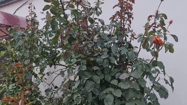 НЕ ОБРЕЗАЙТЕ ПЛЕТИСТЫЕ РОЗЫ ОСЕНЬЮ! Укройте ТАК и они ПРЕКРАСНО перезимуют!