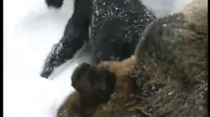 Охота на медведя,в берлоге нашли двух медвежат