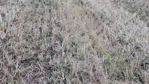 Выращивание оз. рапса. No-till 22.07.2018. Ранний посев рапса , новый сериал))