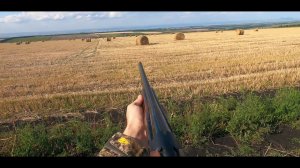Охота на перепела в КЧР.