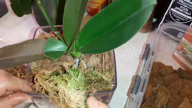 Фаленопсис Люддемана | Посадка в Закрытую Систему | Phal. Rasa Veniana var red Venosa х Lueddemania смотреть онлайн