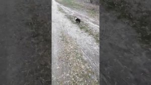 метис амстафф и метис лайки