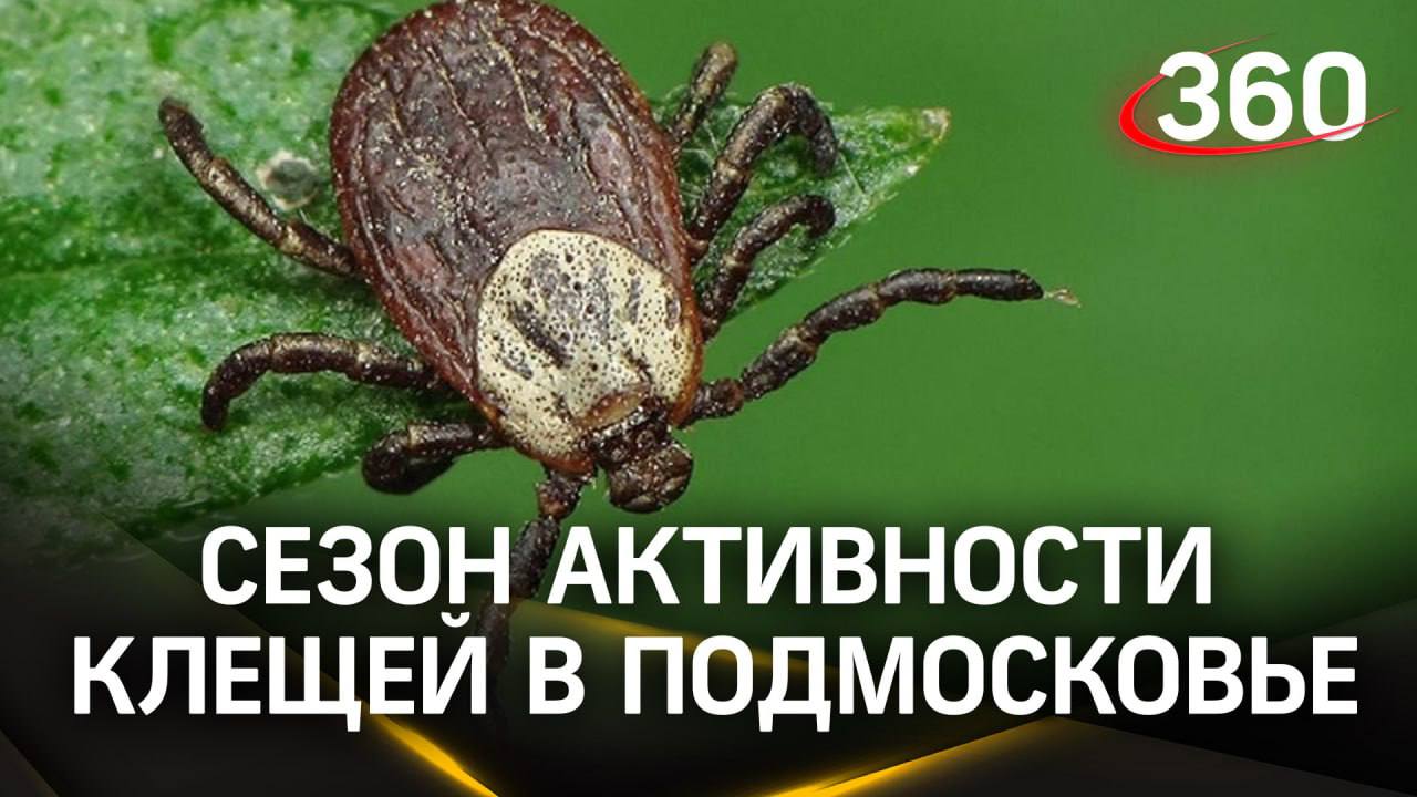 Что делать, если вас укусил клещ?