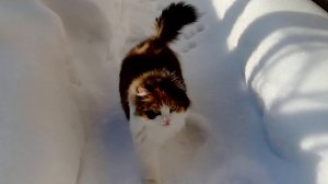 Кошка гуляет по снегу.