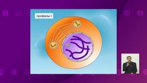 Биология. 10 класс. Митоз. Процессы, происходящие в клетке в различные фазы митоза