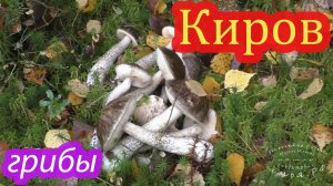 Грибы