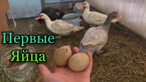 МУСКУСНАЯ УТКА ЗАНЕСЛАСЬ !! Что Делать ? Яйцекладка Мускусных уток / Почему утки не несутся ?