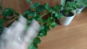 ?Шикарная и Неприхотливая Розебудная Плющелистная Пеларгония PAC Ice Rose