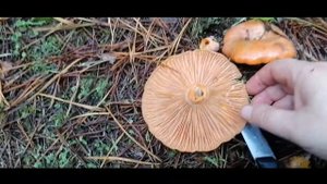 Грибы в сентябре, рыжики, рядовка зеленая.Грибной брянский лес.