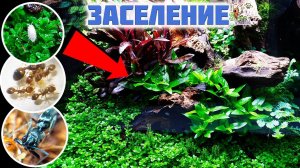 Заселяем природный формикарий ● Мокричный десант